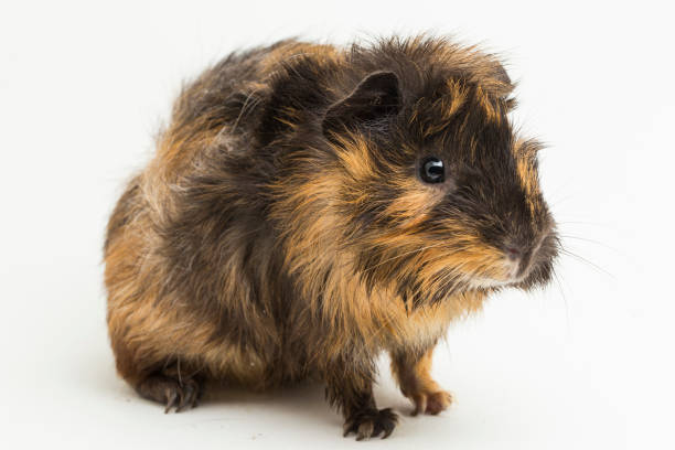 istock cute guinea pig on white background 1406510517