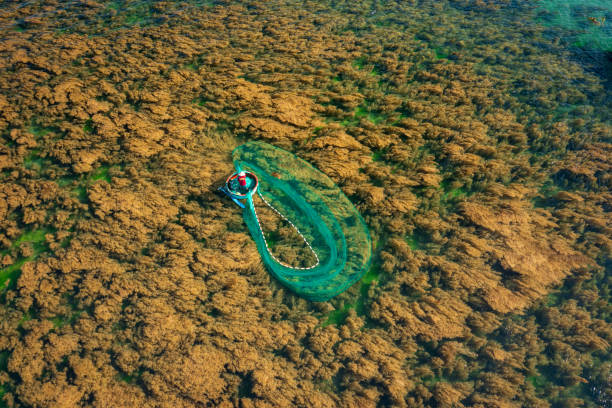 Drone view of a fishing man is netting fish and squids on a seaweeds area on Nhon Hai beach, Binh Dinh province, central Vietnam