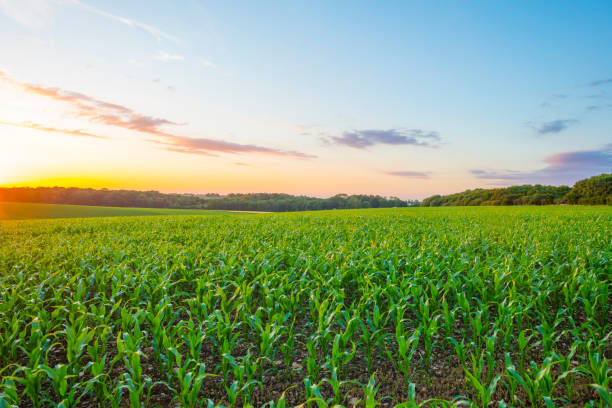 istock Fields and trees in a green hilly grassy landscape under a blue sky at sunset in spring 1406512665