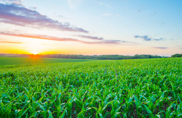 istock Fields and trees in a green hilly grassy landscape under a blue sky at sunset in spring 1406512670
