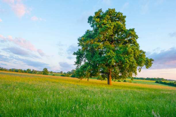 istock Fields and trees in a green hilly grassy landscape under a blue sky at sunset in spring 1406512676