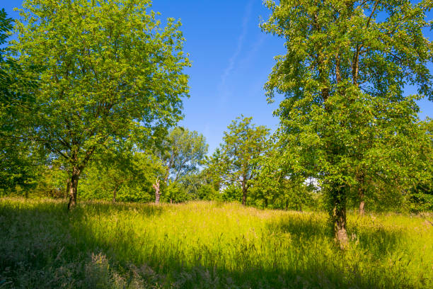 Pear trees in an orchard in a green grassy meadow in bright sunlight in springtime, Voeren, Limburg, Belgium, Voeren, Limburg, Belgium, June, 2022