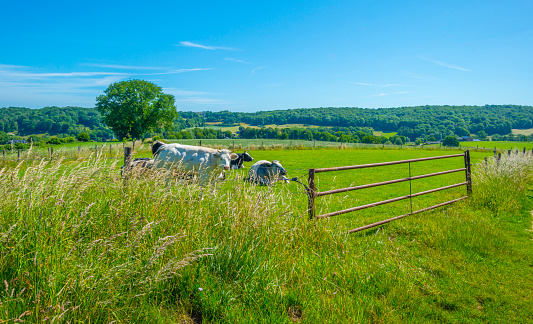 Cows in a green hilly meadow under a blue sky in sunlight in springtime, Voeren, Limburg, Belgium, June, 2022