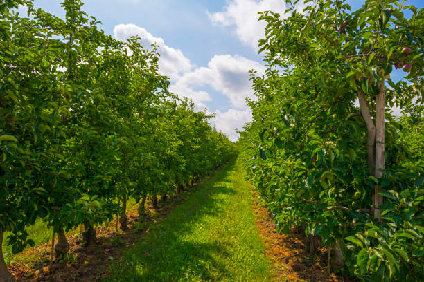 Apple trees in an orchard in a green grassy meadow in bright sunlight in springtime, Voeren, Limburg, Belgium, Voeren, Limburg, Belgium, June, 2022