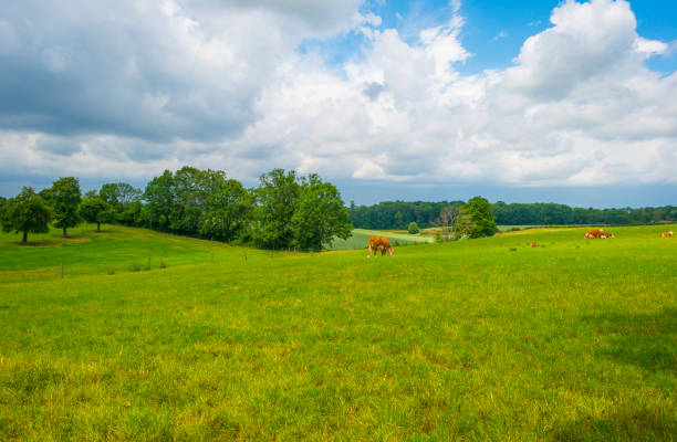 istock Cows in a green hilly meadow under a blue sky in sunlight in springtime 1406513818
