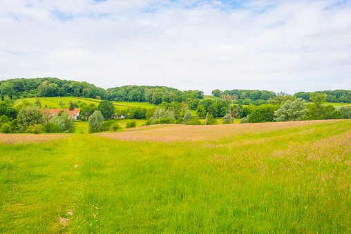 Burgundy Vineyard and Windmill near Santenay - France