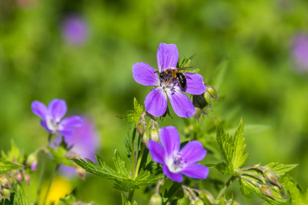 istock Bee pollinating a Wood cranesbill flowers on a meadow 1406515205