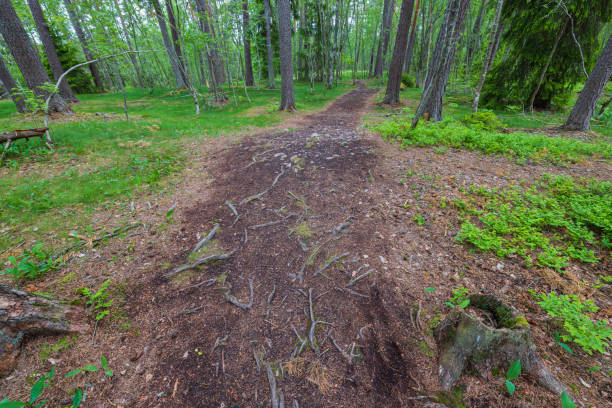Beautiful forest landscape view with footpath on rough rocky soil landscape with old tree roots. Sweden.