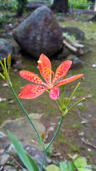 Closeup view of Iris domestica, commonly known as leopard lily, blackberry lily, and leopard flower, an ornamental plant in the family Iridaceae