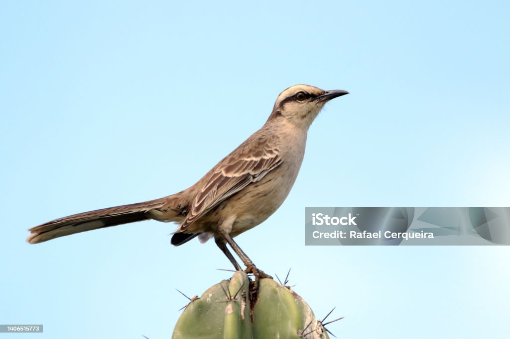 Chalk-browed Mockingbird (Mimus saturninus) isolated, perched on top of a cactus against a blue sky Animal Stock Photo