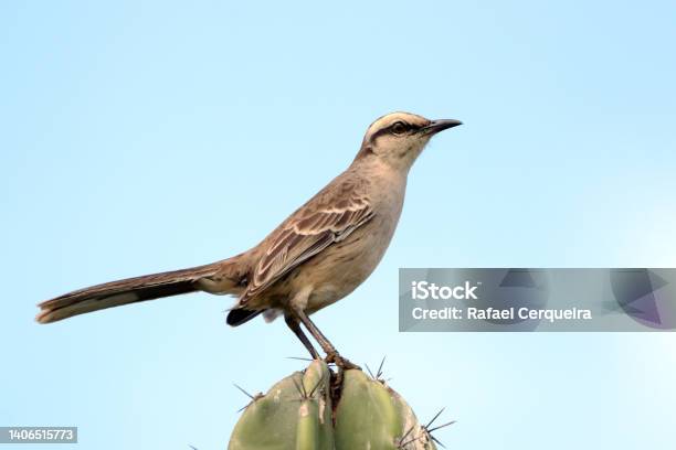 Chalkbrowed Mockingbird Isolated Perched On Top Of A Cactus Against A Blue Sky Stock Photo - Download Image Now