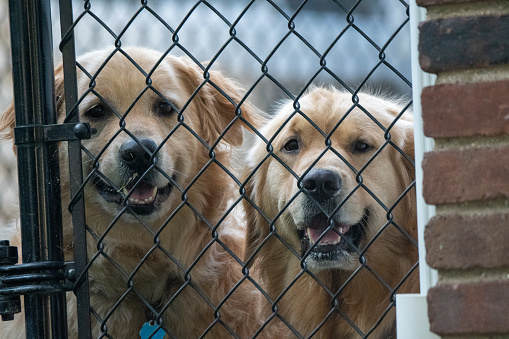 Two Golden Retrievers happy and looking at you through a backyard fence.