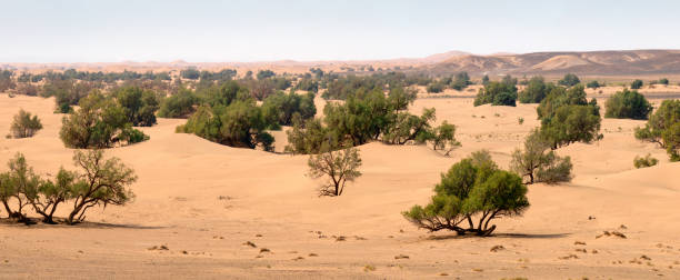 istock Sand dunes and trees in Sahara desert 1406516559