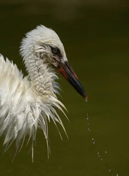 Juvenile White stork portrait close up after bathing wet feathers and water dripping from long beak