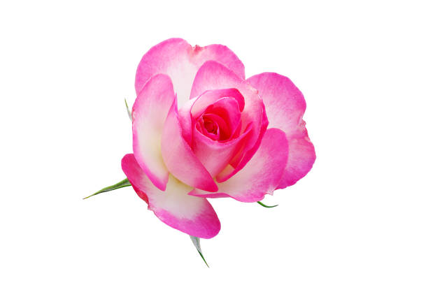 bright colorful and vibrant flowers blooming in a french garden. pink purple green blue red and yellow, roses and many more.