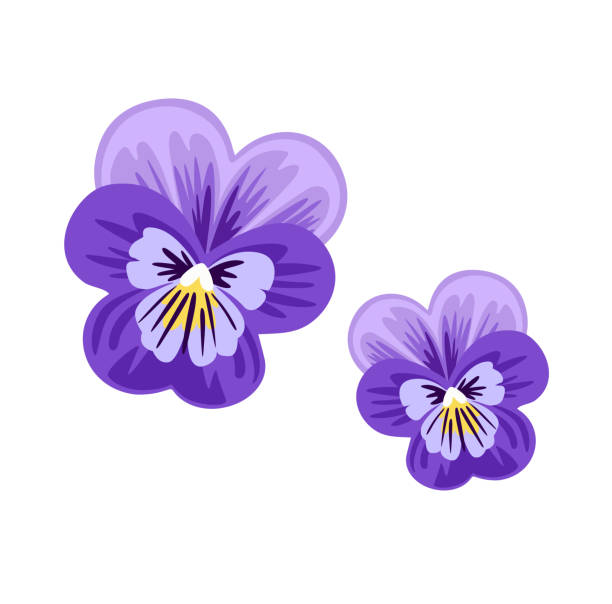 ilustrações, clipart, desenhos animados e ícones de pansy, amor na ociosidade, viola tricolor, flor de copa. planta silvestre violeta. - violet blossom spring nature