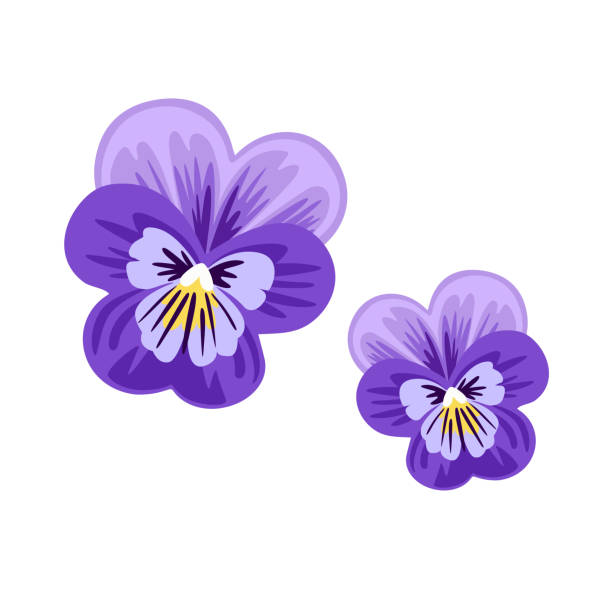 Pansy, love-in-idleness, viola tricolor, heartsease flower. Violet wild plant. Botanical vector illustration, isolated on white background. Hand drawn flat decorative element. weed leafs clip art stock illustrations