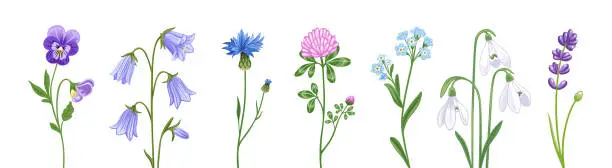 Vector illustration of Clover, snowdrop, campanula, pansy, cornflower and lupine.