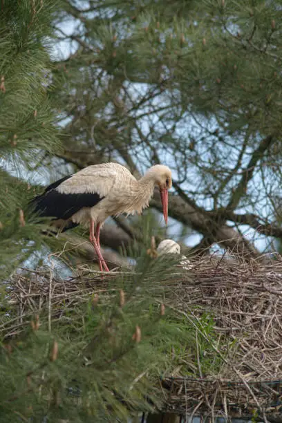 White stork (Ciconia ciconia) adult feeding chicks in nest in conifer tree