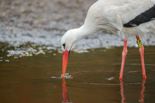 White stork (Ciconia ciconia) standing close up with red beak in water foraging for food
