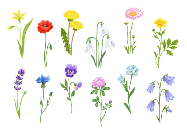 ilustrações, clipart, desenhos animados e ícones de conjunto de flores silvestres florescendo, plantas de jardim. buttercup, papoula, flor de milho, margarida, dente-de-leão e trevo. elementos decorativos botânicos. - campanula flower design ornamental garden