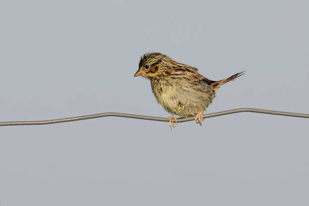 gorrión joven de la sabana, passerculus sandwichensis, encaramado en una cerca - passerculus fotografías e imágenes de stock