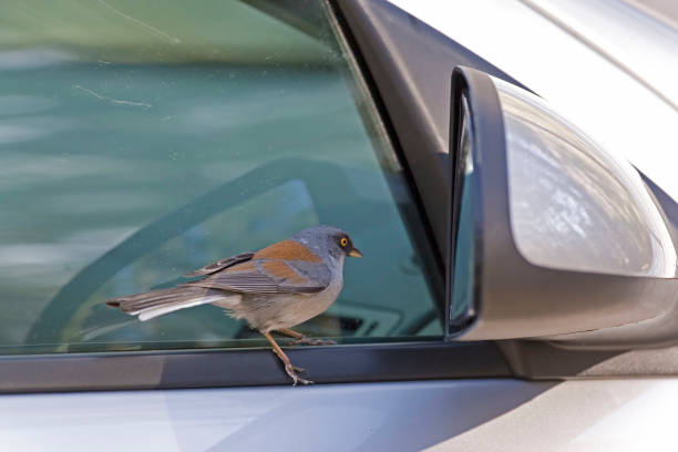istock Yellow-eyed Junco, Junco phaeonotus, watching his reflection in car mirror 1406519883
