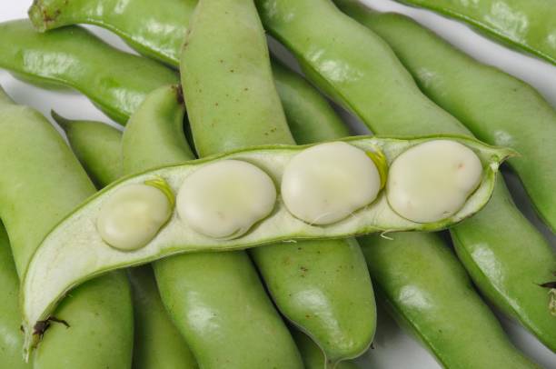 feijões largos em um estúdio de fundo branco fotos - broad bean fava bean bean studio isolated - fotografias e filmes do acervo