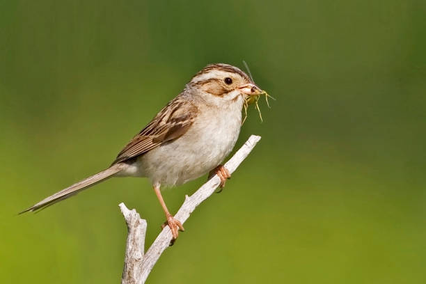 istock Clay-colored Sparrow, Spizella pallida, perched on a small branch 1406520155