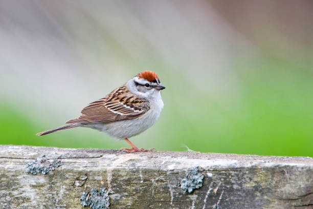 istock Chipping Sparrow, Spizella passerina, in a relaxed pose 1406520163