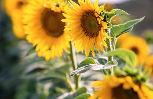 istock A nice sunflowers in a field. 1406520742