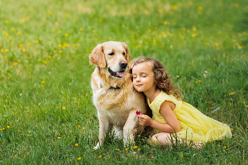 the relationship and communication of a child with a golden retriever dog on the grass in the park. A healthy beautiful dog walks in nature with a child