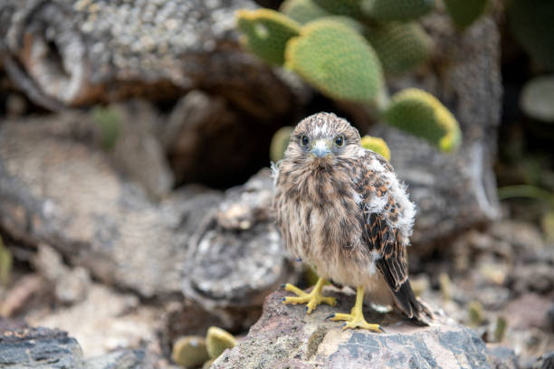istock Peregrine falcon cub 1406520890
