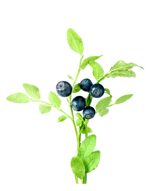 istock blue or blackberry branch isolated on a white background 1406520911