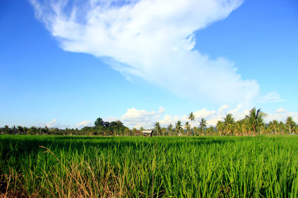 istock The vast expanse of beautiful rice fields 1406523639