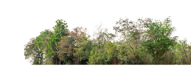 istock Green Trees isolated on white background. are Forest and foliage in summer for both printing and web pages with cut path and alpha channel 1406524499
