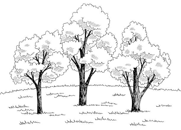 illustrazioni stock, clip art, cartoni animati e icone di tendenza di radura della foresta grafico bianco bianco disegno illustrazione vettoriale - glade branch vector landscape