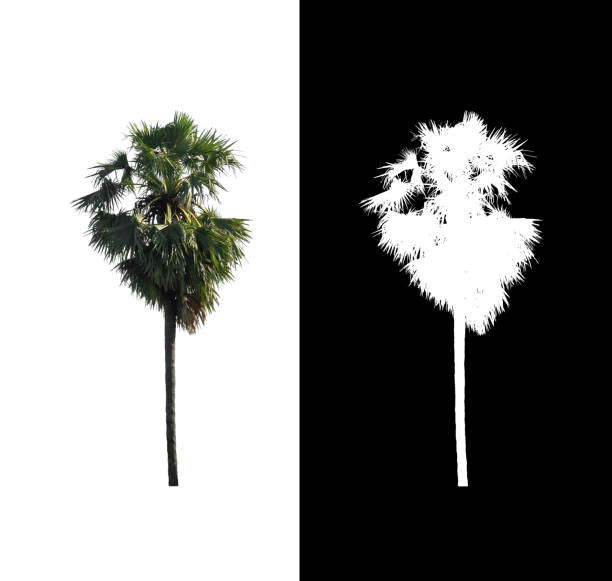 istock sugar palm that are isolated on a white background are suitable for both printing and web pages 1406524810