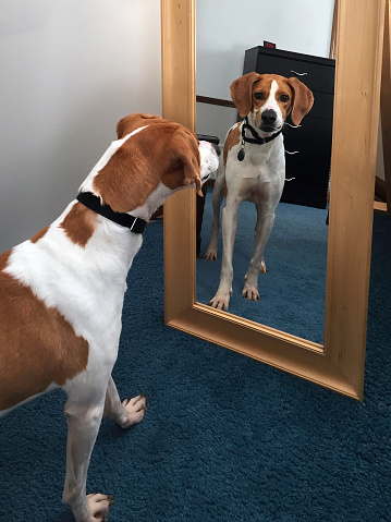 Cute mutt looking at reflection in mirror
