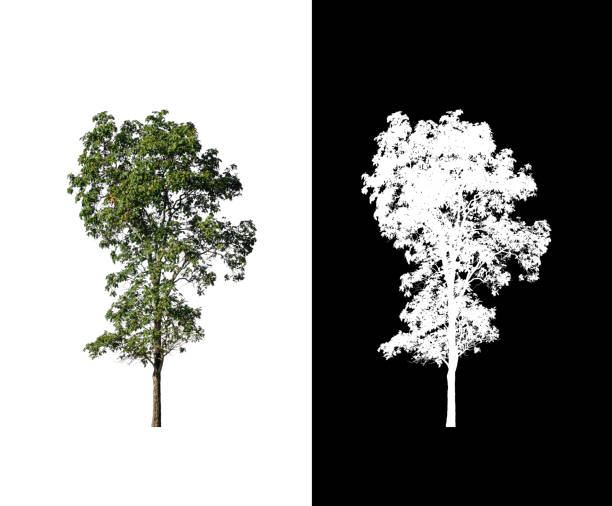 istock Tree that are isolated on a white background are suitable for both printing and web pages 1406524958