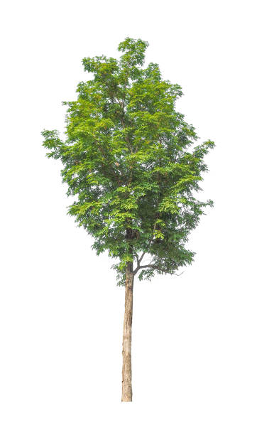 istock Trees that are isolated on a white background are suitable for both printing and web pages 1406525051
