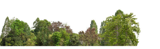 istock Green Trees isolated on white background. are Forest and foliage in summer for both printing and web pages 1406525802
