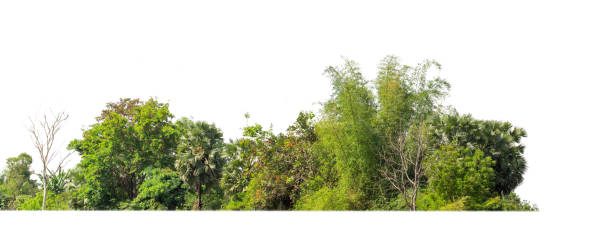 istock Green Trees isolated on white background. are Forest and foliage in summer for both printing and web pages with cut path and alpha channel 1406525819
