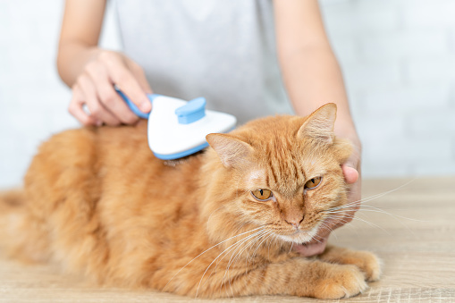 Ginger cat sitting on wood table and women use hair brush cat fur for cats to have good fur health basic pet care concept