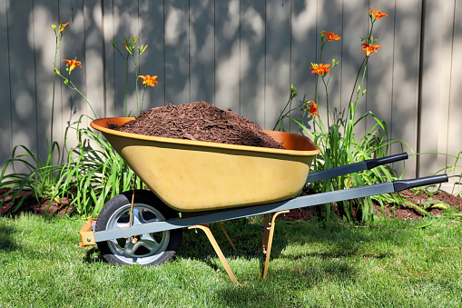 Close up of wheelbarrow filled with mulch in back yard garden