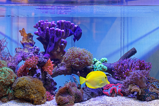 Yellow tang pet fish in coral aquarium tank