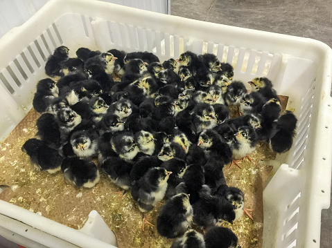 Newly hatched, day old, Asian blue baby chicks in hatchery waiting to be shipped to new homes.