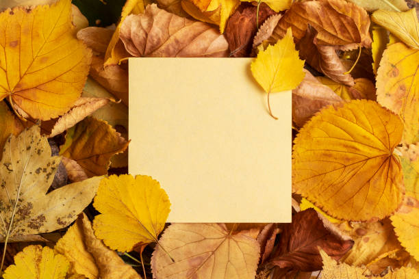 istock Autumn dry yellow leaves background. 1406528649