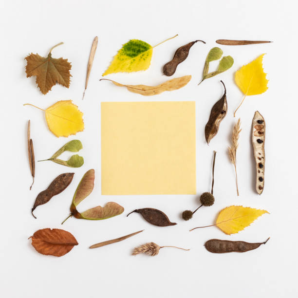 istock Autumn background from dry leaves and seeds. 1406528673