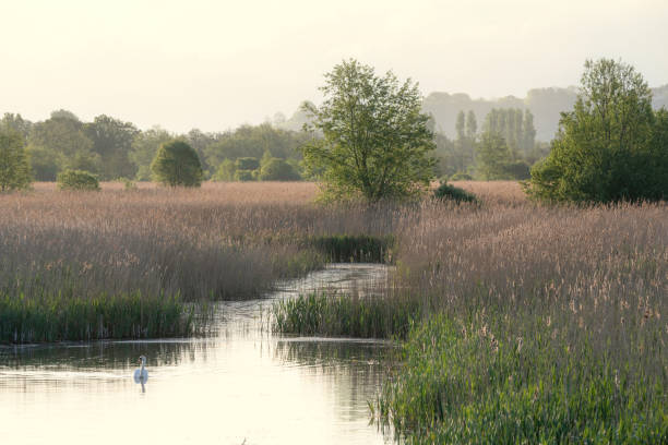 Gorgeous Spring Summer landscape image of hazy sunrise over wetlands and reed beds with sun glow in distance stock photo